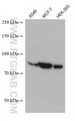 MID2 Antibody in Western Blot (WB)