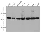WSTF Antibody in Western Blot (WB)