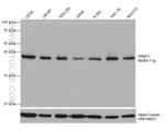 PRMT1 Antibody in Western Blot (WB)