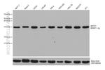 MITD1 Antibody in Western Blot (WB)