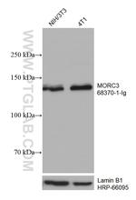 MORC3 Antibody in Western Blot (WB)
