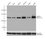 MORC3 Antibody in Western Blot (WB)