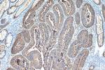 CEA Antibody in Immunohistochemistry (Paraffin) (IHC (P))