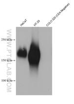 CEA Antibody in Western Blot (WB)
