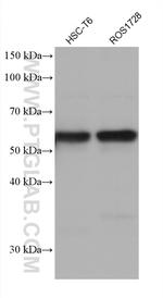 LBR Antibody in Western Blot (WB)