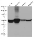 UGP2 Antibody in Western Blot (WB)
