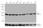 RRP8 Antibody in Western Blot (WB)
