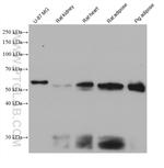 FOXC2 Antibody in Western Blot (WB)