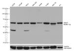 SNX27 Antibody in Western Blot (WB)