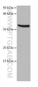 ANKRD54 Antibody in Western Blot (WB)