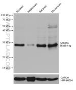 RAB33A Antibody in Western Blot (WB)