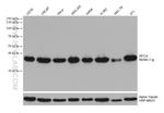 RFC4 Antibody in Western Blot (WB)