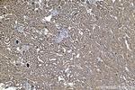 HDDC2 Antibody in Immunohistochemistry (Paraffin) (IHC (P))