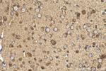 HDDC2 Antibody in Immunohistochemistry (Paraffin) (IHC (P))