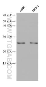 HDDC2 Antibody in Western Blot (WB)