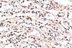 Histone H2B Antibody in Immunohistochemistry (Paraffin) (IHC (P))