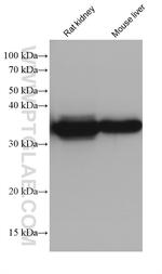 ALDOB Antibody in Western Blot (WB)