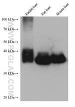 ALDOB Antibody in Western Blot (WB)