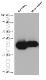 ALDOB Antibody in Western Blot (WB)