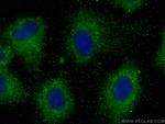 AMOTL2 Antibody in Immunocytochemistry (ICC/IF)