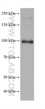 AMOTL2 Antibody in Western Blot (WB)