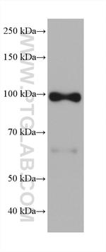 AMOTL2 Antibody in Western Blot (WB)