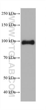 AMOTL2 Antibody in Western Blot (WB)