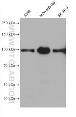 AMOTL2 Antibody in Western Blot (WB)