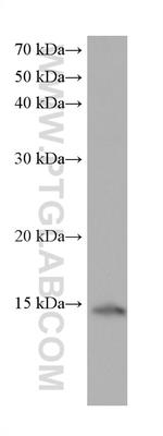 GATC Antibody in Western Blot (WB)