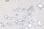 CHMP7 Antibody in Immunohistochemistry (Paraffin) (IHC (P))