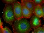 STUB1 Antibody in Immunocytochemistry (ICC/IF)