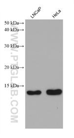 ISG15 Antibody in Western Blot (WB)