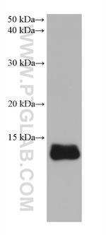 ISG15 Antibody in Western Blot (WB)