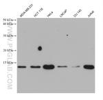 ISG15 Antibody in Western Blot (WB)