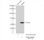 SYAP1 Antibody in Immunoprecipitation (IP)