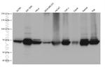 TAP1 Antibody in Western Blot (WB)