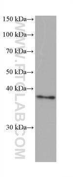 PNMA1 Antibody in Western Blot (WB)