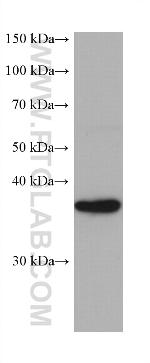 PNMA1 Antibody in Western Blot (WB)