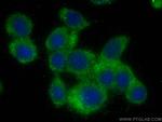 MPI Antibody in Immunocytochemistry (ICC/IF)