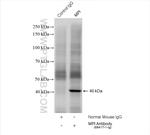 MPI Antibody in Immunoprecipitation (IP)