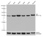 MPI Antibody in Western Blot (WB)