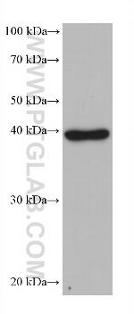 MPI Antibody in Western Blot (WB)