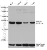 MRPL38 Antibody in Western Blot (WB)