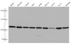 Nesprin 3 Antibody in Western Blot (WB)