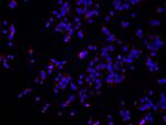 ARL3 Antibody in Immunocytochemistry (ICC/IF)