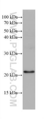 ARL3 Antibody in Western Blot (WB)