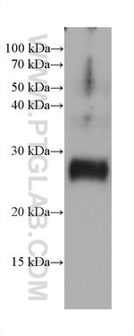 ARL3 Antibody in Western Blot (WB)