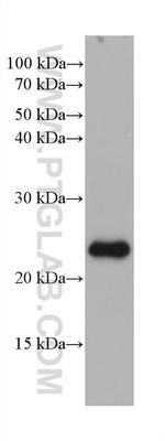 ARL3 Antibody in Western Blot (WB)
