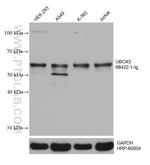 UBOX5 Antibody in Western Blot (WB)