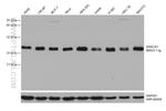 SSSCA1 Antibody in Western Blot (WB)